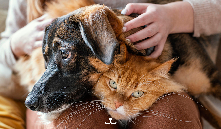 Animal Care